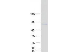 Western Blotting (WB) image for PRP4 Pre-mRNA Processing Factor 4 Homolog (PRPF4) protein (Myc-DYKDDDDK Tag) (ABIN2729831)