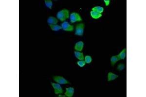 Immunofluorescence staining of Hela cells with ABIN7144595 at 1:100, counter-stained with DAPI. (ASL 抗体  (AA 2-300))