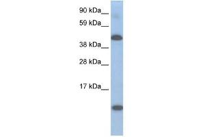 A630025C20RIK antibody used at 0. (Lcor 抗体  (N-Term))