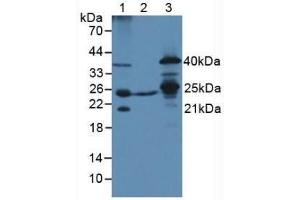 Western blot analysis of (1) Mouse Liver Tissue, (2) Mouse Heart Tissue and (3) Mouse Testis Tissue. (TFAM 抗体  (AA 43-243))