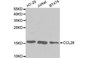 Western blot analysis of extracts of various cell lines, using CCL28 antibody.