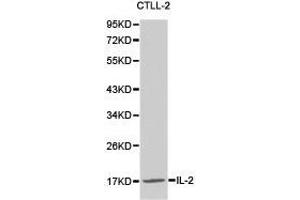 Western Blotting (WB) image for anti-Interleukin 2 (IL2) antibody (ABIN1873207) (IL-2 抗体)