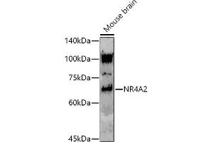 Western blot analysis of extracts of Mouse brain, using (ABIN7269020) at 1:1000 dilution. (NR4A2 抗体)