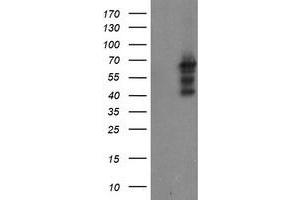 Image no. 1 for anti-SUMO1/sentrin/SMT3 Specific Peptidase 2 (SENP2) (AA 139-523) antibody (ABIN1490926) (SENP2 抗体  (AA 139-523))