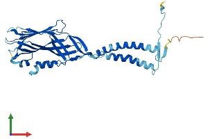 AlphaFold protein structure predicition of Human Recombinant TMEM231 Protein, UniprotID Q9H6L2