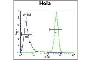Flow Cytometry (FACS) image for anti-Sodium Channel, Voltage-Gated, Type I, beta (SCN1B) (AA 70-98), (N-Term) antibody (ABIN954692)