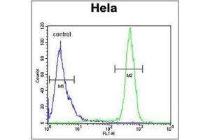 Flow Cytometric analysis of Hela cells using SCN1B Antibody (N-Term) Cat. (SCN1B 抗体  (N-Term))