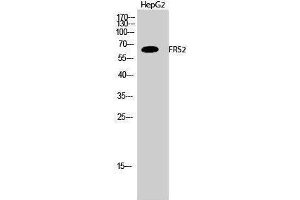 FRS2 抗体  (Tyr580)