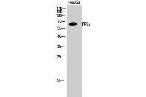 Western Blotting (WB) image for anti-Fibroblast Growth Factor Receptor Substrate 2 (FRS2) (Tyr580) antibody (ABIN3184696) (FRS2 抗体  (Tyr580))