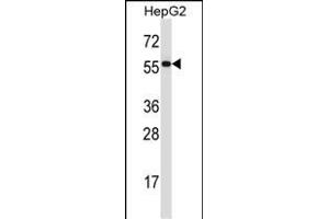 PDIA2 Antibody (Center) (ABIN657924 and ABIN2846871) western blot analysis in HepG2 cell line lysates (35 μg/lane). (PDIA2 抗体  (AA 210-239))