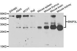 Western blot analysis of extracts of various cell lines, using BNIP3L antibody. (BNIP3L/NIX 抗体)