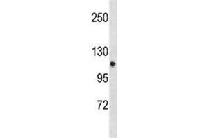 Integrin alpha 7 antibody western blot analysis in CEM lysate. (ITGA7 抗体  (AA 229-257))