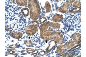 GRIK2 antibody was used for immunohistochemistry at a concentration of 4-8 ug/ml to stain Epithelial cells of renal tubule (arrows) in Human Kidney. (GRIK2 抗体  (N-Term))