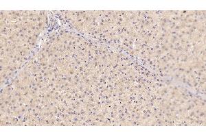 Immunohistochemistry (IHC) image for anti-Sex Hormone Binding Globulin (SHBG) (AA 224-388) antibody (ABIN7425833)