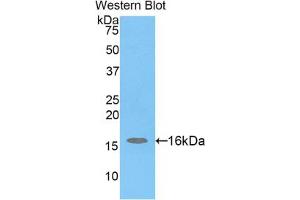 Western blot analysis of the recombinant protein. (H2AFJ 抗体  (AA 3-129))