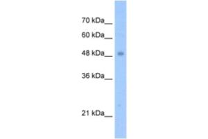 Western Blotting (WB) image for anti-Tigger Transposable Element Derived 3 (TIGD3) antibody (ABIN2463251) (TIGD3 抗体)