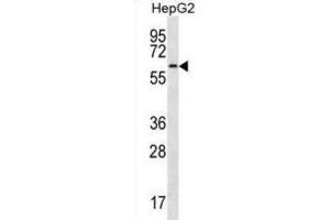 Western Blotting (WB) image for anti-CDC14 Cell Division Cycle 14 Homolog A (CDC14A) antibody (ABIN3003762) (CDC14A 抗体)