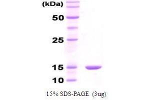 Figure annotation denotes ug of protein loaded and % gel used. (GroES 蛋白)
