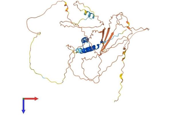 CABYR Protein (AA 1-493) (His tag)