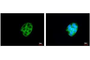 ICC/IF Image CES2 antibody detects CES2 protein at cytoplasm by immunofluorescent analysis. (CES2 抗体)