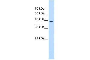 WB Suggested Anti-PA2G4 Antibody Titration:  0. (PA2G4 抗体  (C-Term))