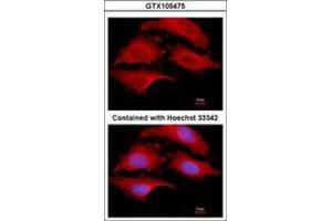 Image no. 3 for anti-G1 To S Phase Transition 1 (GSPT1) (AA 1-637) antibody (ABIN1498536) (GSPT1 抗体  (AA 1-637))