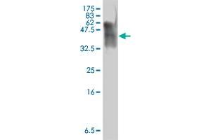 Western Blot detection against Immunogen (38. (PURA 抗体  (AA 183-292))