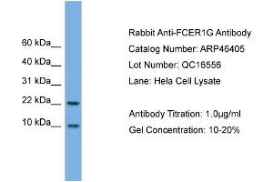 WB Suggested Anti-FCER1G  Antibody Titration: 0. (FCER1G 抗体  (N-Term))