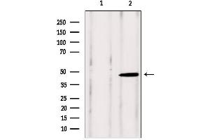 Western blot analysis of extracts from rat brain, using VPS37A antibody.