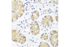 Immunohistochemistry of paraffin-embedded human stomach using TRH antibody at dilution of 1:100 (40x lens). (TRH 抗体)