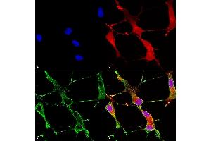 Immunocytochemistry/Immunofluorescence analysis using Mouse Anti-SHANK1 Monoclonal Antibody, Clone S22-21 (ABIN2483713). (SHANK1 抗体  (AA 469-691) (PerCP))