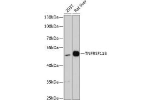 Western blot analysis of extracts of various cell lines, using TNFRSF11B antibody (ABIN6128879, ABIN6149313, ABIN6149314 and ABIN6217181) at 1:3000 dilution. (Osteoprotegerin 抗体  (AA 22-280))