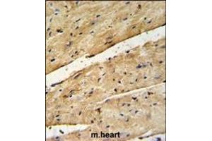 B3GNT7 Antibody (Center) (ABIN650989 and ABIN2840025) IHC analysis in formalin fixed and paraffin embedded mouse heart tissue followed by peroxidase conjugation of the secondary antibody and DAB staining. (B3GNT7 抗体  (AA 256-282))