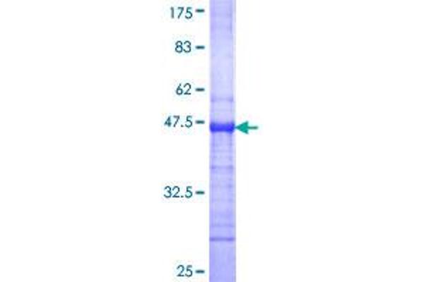 PRDM1 Protein (AA 1-109) (GST tag)