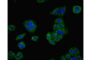 Immunofluorescent analysis of HepG2 cells using ABIN7158630 at dilution of 1:100 and Alexa Fluor 488-congugated AffiniPure Goat Anti-Rabbit IgG(H+L) (LY6H 抗体  (AA 26-115))