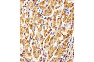 Immunohistochemical analysis of paraffin-embedded H. (GAPDH 抗体)