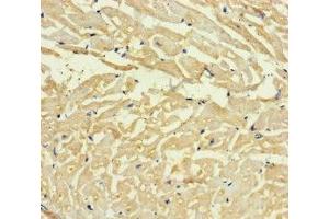 Immunohistochemistry of paraffin-embedded human heart tissue using ABIN7167666 at dilution of 1:100 (C4orf46 抗体  (AA 1-113))