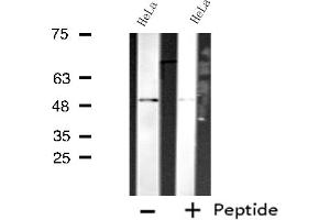 Western blot analysis of extracts from HeLa cells using CDC20 antibody. (CDC20 抗体  (N-Term))