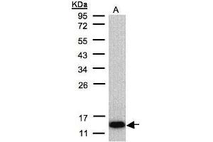 WB Image Sample(30 μg of whole cell lysate) A:Raji, 12% SDS PAGE antibody diluted at 1:500 (COX6A2 抗体  (C-Term))