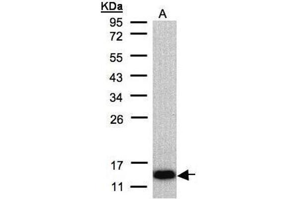 COX6A2 antibody  (C-Term)