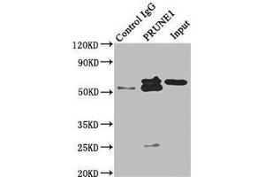 Immunoprecipitating PRUNE1 in HepG2 whole cell lysate Lane 1: Rabbit control IgG instead of ABIN7152277 in HepG2 whole cell lysate. (Exopolyphosphatase PRUNE1 (PRUNE1) (AA 1-168) 抗体)