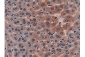 DAB staining on IHC-P; Samples: Mouse Liver Tissue (PON1 抗体  (AA 2-186))