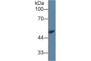 Western Blot; Sample: Mouse Serum; Primary Ab: 1µg/ml Rabbit Anti-Mouse AGT Antibody Second Ab: 0. (AGT 抗体  (AA 23-477))