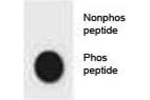 Dot blot analysis of phospho-CDKN2A antibody. (CDKN2A 抗体  (pSer8))