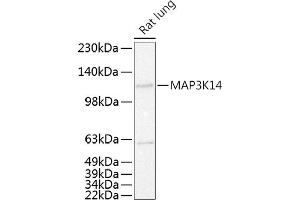 Western blot analysis of extracts of Rat lung, using MK14 antibody (ABIN6130536, ABIN6143497, ABIN6143498 and ABIN6215270) at 1:500 dilution. (MAP3K14 抗体  (AA 648-947))
