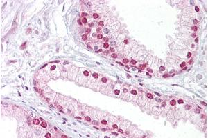 Immunohistochemistry with Prostate tissue at an antibody concentration of 5µg/ml using anti-TCEA1 antibody (ARP33407_P050) (TCEA1 抗体  (N-Term))