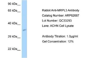 Western Blotting (WB) image for anti-Mitochondrial Ribosomal Protein L3 (MRPL3) (N-Term) antibody (ABIN2789211) (MRPL3 抗体  (N-Term))