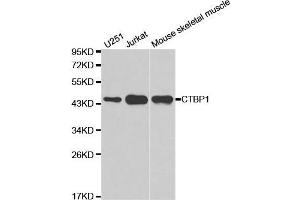 Western Blotting (WB) image for anti-C-terminal Binding Protein 1 (CTBP1) (AA 20-250) antibody (ABIN3022422)