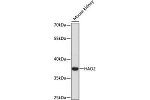Western blot analysis of extracts of Mouse kidney, using HAO2 antibody (ABIN6289970) at 1:1000 dilution. (Hydroxyacid Oxidase 2 (HAO2) 抗体)