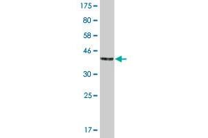 Western Blotting (WB) image for anti-Inhibitor of DNA Binding 1, Dominant Negative Helix-Loop-Helix Protein (ID1) (AA 1-155) antibody (ABIN516783)